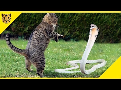 Video: 3 Alasan Utama Mengapa Kucing Berakhir di E.R.