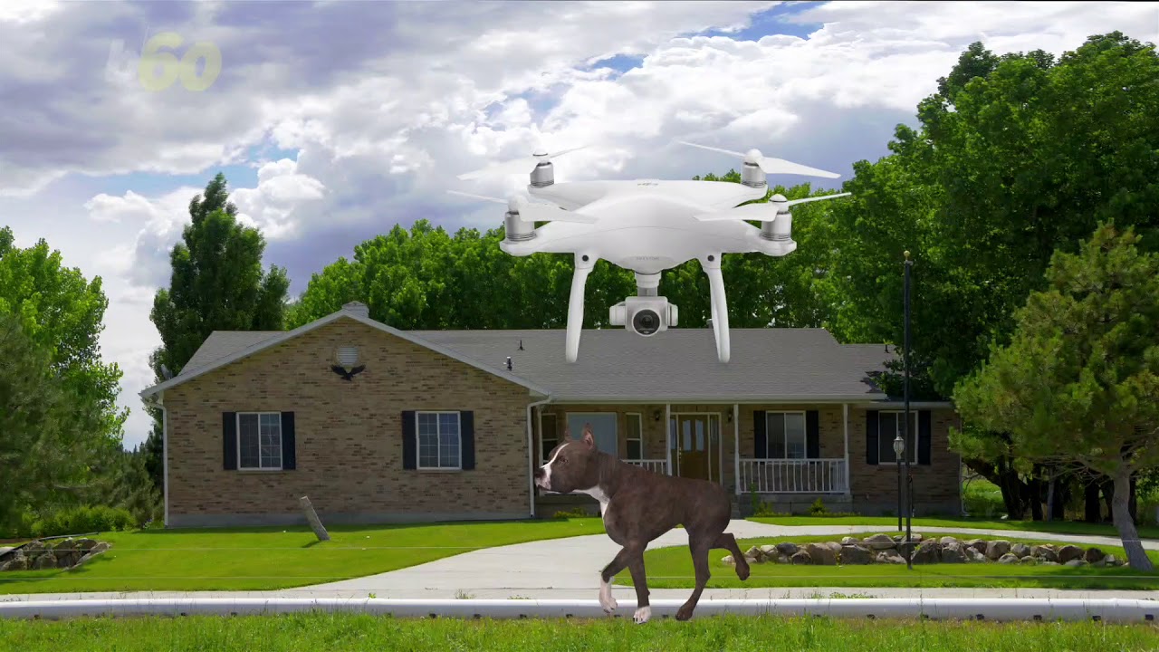 This company claims to sell a dog-walking drone