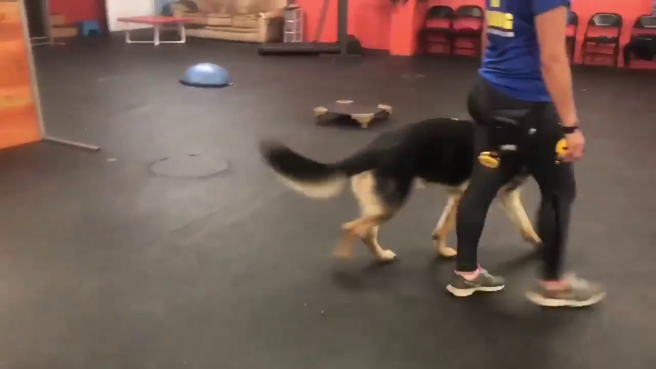 Dog Reactive Dog | Dog Training Progress - YouTube