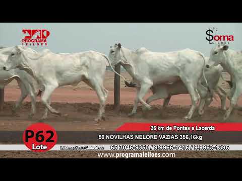 LOTE P62