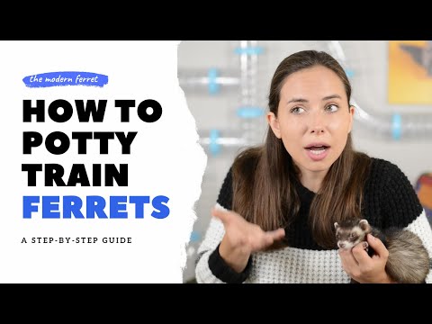 Video: How To Tray Train Your Ferret