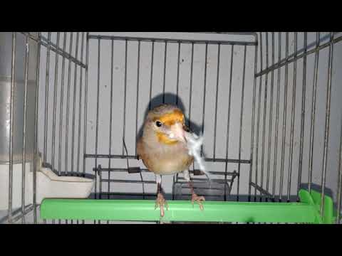 تذكير المربين بفائدة أنثى الهجين