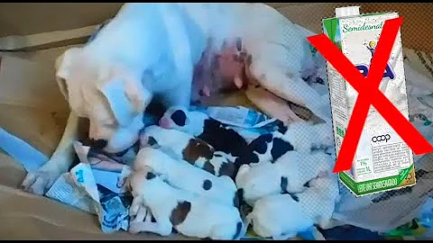 O que fazer quando um filhote de cachorro não quer mamar?