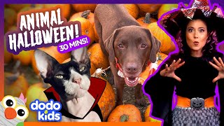 Dodo Kids Halloween Spooktacular Animal Extravaganza 🎃 | 30 Minutes Of Halloween Fun