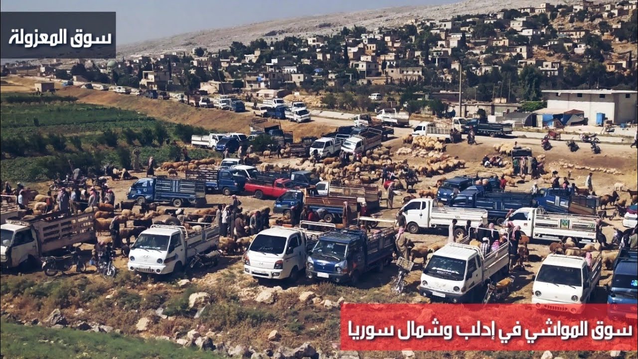 حركة سوق المعزولة الإثنين ١٤/ ٦/ ٢٠٢١ كافة الأسعار والتفاصيل (نعجة/فطيمة/ثنية/خروف/جدي/عنز حليب)