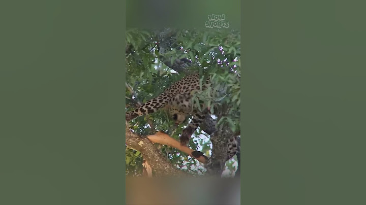 Leopard Struggles to Recover Impala from Tree
