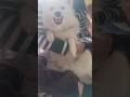 Jimmy ka gussa 😰😰😰😰 #viral #video #dog #pets #daily #explore #like