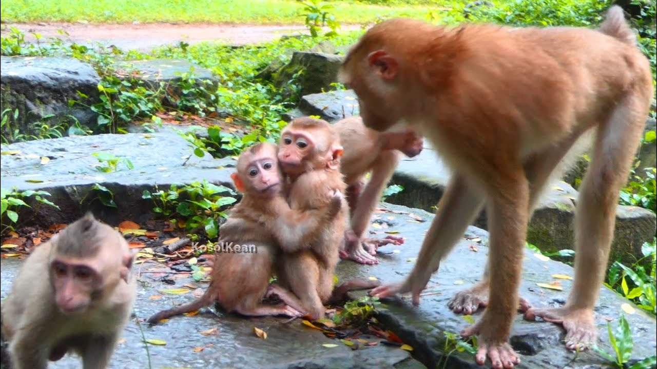 Savana Team welcome two a little girls and one big male abandoned monkeys we help all you here