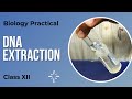 DNA Extraction | Biology Practical | Class 12