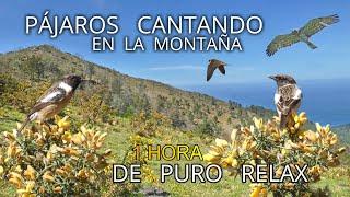 🎧 1 HORA con el sonido de los PÁJAROS CANTANDO 🐦. Puro RELAX en la NATURALEZA.