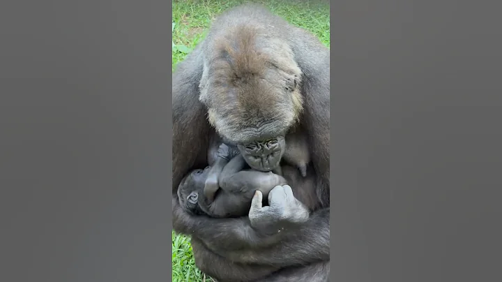 A Mother’s Love Knows No Species