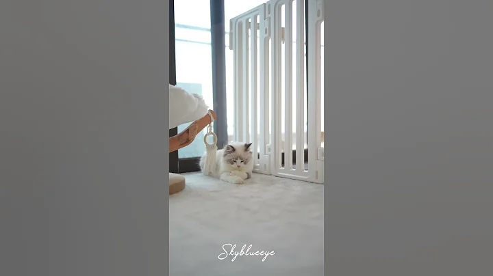 Video 11115781: lynx cat, blue eyed lynx, lynx male, cute lynx