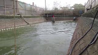 1111029-1忠哥鯉魚-拉網