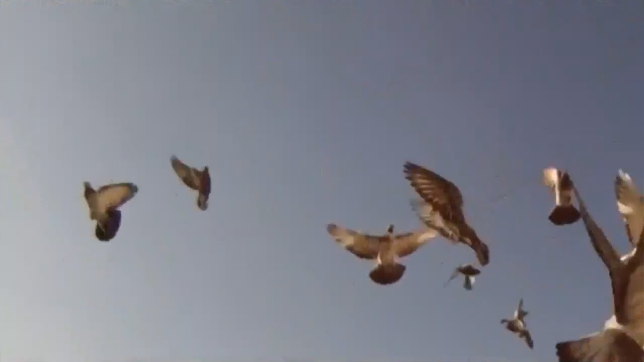 Gradske ptice - Golub