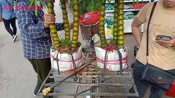 dạo qua chợ hoa cây cảnh Vạn Phúc Hà Đông Hà Nội