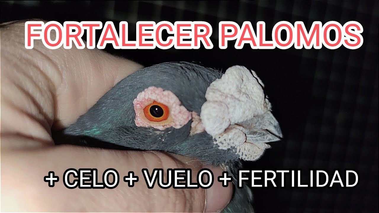 Como  Fortalecer Y subir el Celo a nuestros Palomos!! #palomosladrones #buchon