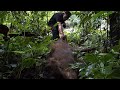 How to trap and dry giant wild boar meat  ep 3  six months of survival with my girlfriend