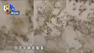 【1818黄金眼】墙体发霉长虫子，中介说正常居住