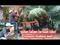 pohon kelapa berbuah lebat ternyata buahnya enak #kelapacepatberbuah