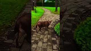 New Rtr Suspension In Veloce 602 Cycle