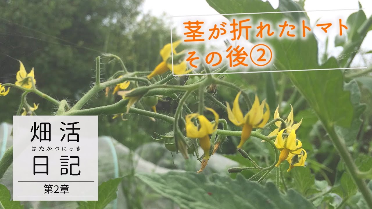 畑活日記 茎が折れたトマトその後2 Youtube 畑活日記 茎が折れたトマトその後2 Youtube