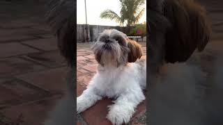#lhasaapso #dog #pondicherry #southindiatrip #abhinavdhiman
