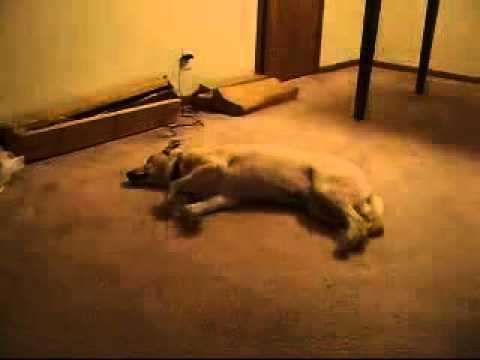 Собака бегает во сне. Dog runs when sleep