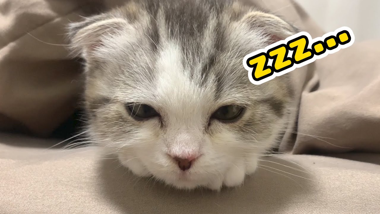 人間様のベッドが気持ち良すぎて布団から出られない子猫 マンチカン 22 Youtube