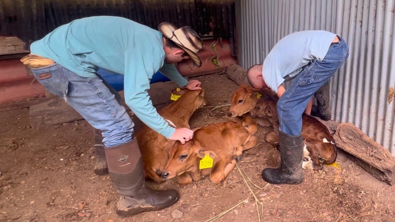 DAY IN THE LIFE! Cowboy Ranching in Costa Rica?! - YouTube