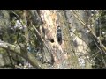 Lesser Spotted Woodpecker