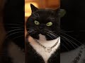 😹🤣 Epic Cat Roasts: Purrfect Pun Battle in the Living Room 🐾🔥