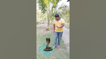 vfx| visual effects| vfx blender| fx artist| vfx green screen| action vfx| vfx snake| vfx editing|
