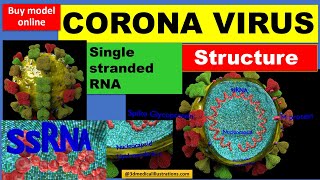 corona microscopic structure 3d model - understand covid-19 virus animation - corona surface antigen