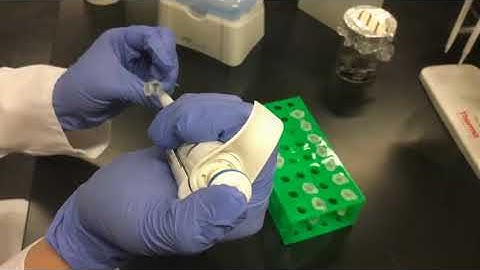 Salmon DNA isolation protocol video DNeasy