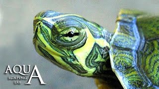Aquascaping Lab - Trachemys Scripta Slider Turlte description Tartaruga Palustre Americana