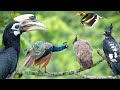 Birds of  Mahananda Wildlife Sanctuary 2024 | Some birds of North Bengal | Wildlife Photography |