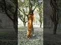 पैर पर चढ़ने से मेरी मां गुस्सा हो गई##new#viral#shortvideos #funny #trending