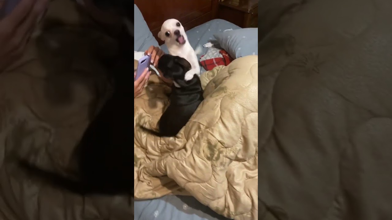 Собачьи игры ч.1 