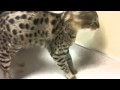 F1 savannah cat overly friendly vet visit