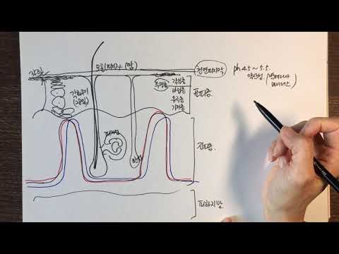 [baobabTV] 피부건강과 구조 01
