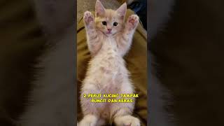 5 Tanda Kucing Kamu Cacingan