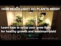 How Much Light Do My Plants Need?   Timelapse Grow And Yield Results