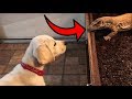 LABRADOR PUPPY MEETS REAL LIFE DRAGON!! (PART 1: SOCIALIZATION)