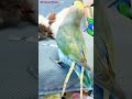 Why Parrots Decorate Their Tails with Plastic