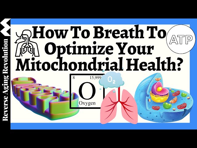 To GET Oxygen To Our Mitochondria We Must Breathe LESS. Why so? class=