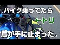 【バードストライク】～バイク乗ってたら鳥が手に止まった～【CBR250RR モトブログ】
