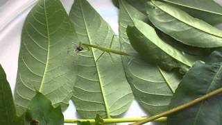 My Praying Mantis Finishing Eating a Fly - 06.26.2012 - HD QUALITY