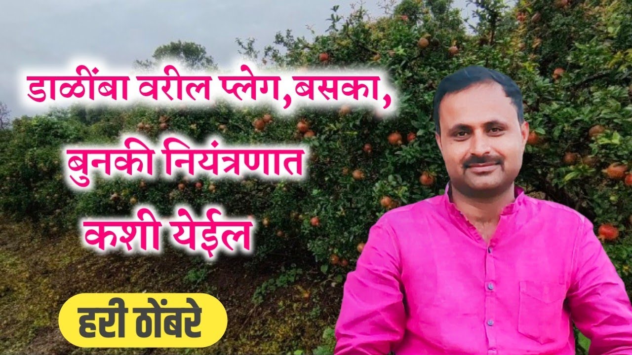 डाळींबा वरील प्लेग,बसका,कसा नियंत्रणात येईल ! dalimbavaril pleg kasa niyantranat yeyel !