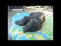 Cute and funny baby elephant while playing. Lindos y graciosos bebes elefantes mientras juegan.