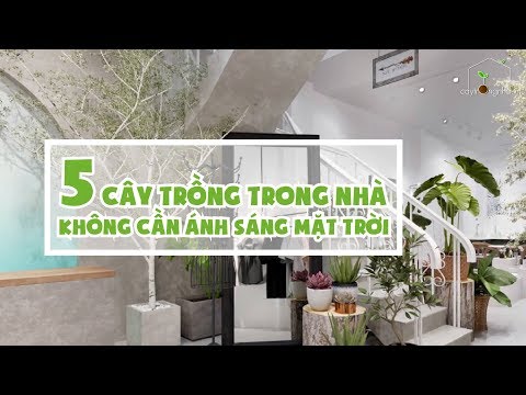 Video: Cây lá kim có cần ánh sáng mặt trời không?